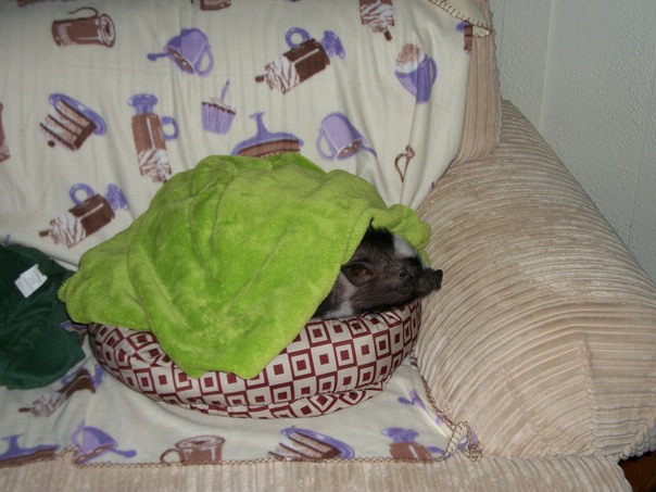 ठाठ नए मकान